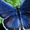 Avatar mariposa azul