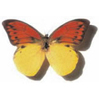 Avatar butterfly