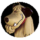Muttley - 笑う犬